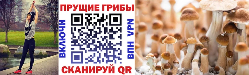 Галлюциногенные грибы Psilocybine cubensis Красновишерск